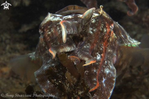 A Sepia Plangon | Mourning cuttle