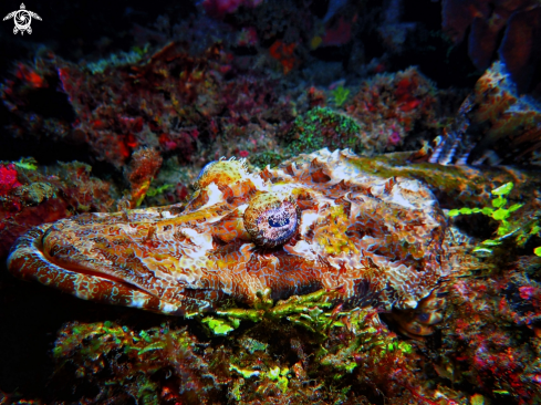 A Crocodile Flathead