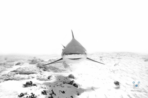 A Bull Shark