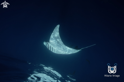 A Manta Ray