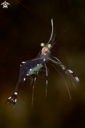 A Cave Cleaner Shrimp | 
