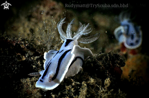 A Chromodoris Willani | Chromodoris