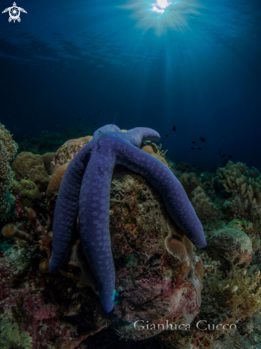 A Blue Starfish