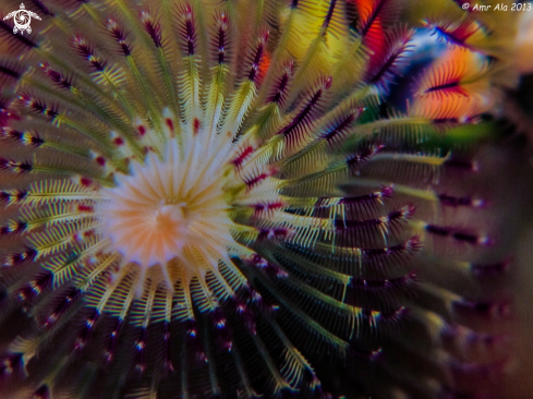 A Christmas Tree Worm | xmas tree