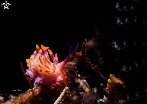 A Cuthona sibogae | Nudibranch