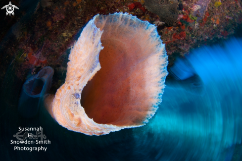 A Callyspongia plicifera | Sponge