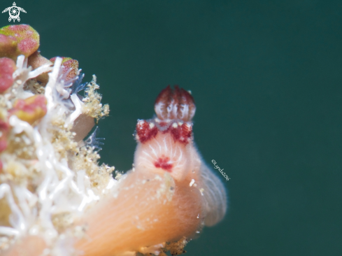 A Jorunna rubescens (Juvenile)