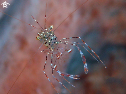 A Clear Cleaner Shrimp