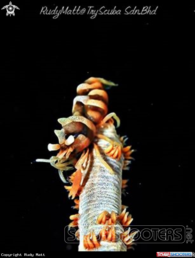 A whip shrimp