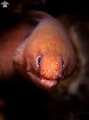 A   Pale Chin Moray