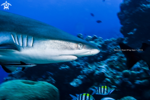 A Grey reef shark