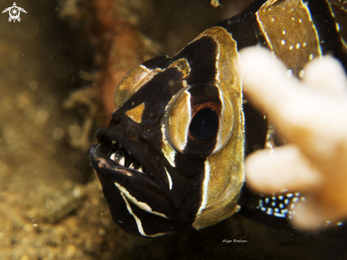 A Banggai Cardinalfish