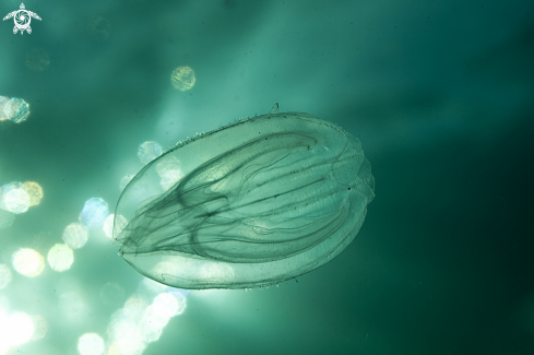 A Comb jelly