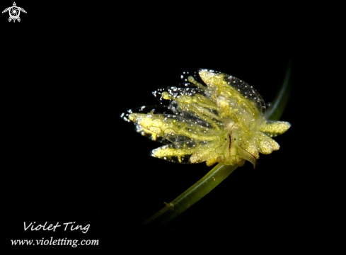 A Nudibranch