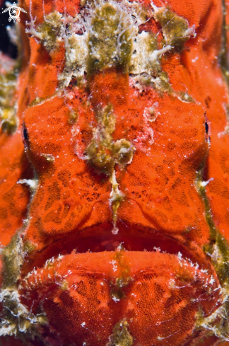 A giant frogfish