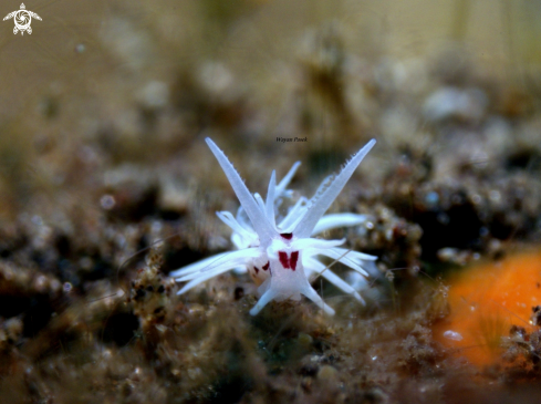 A Okenia Brunneomaculata