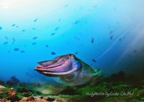 A Sepia latimanus | cuttleffish