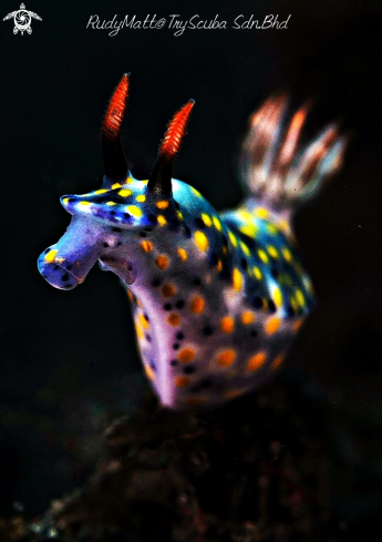 A Hypselodoris kanga | Nudibranch