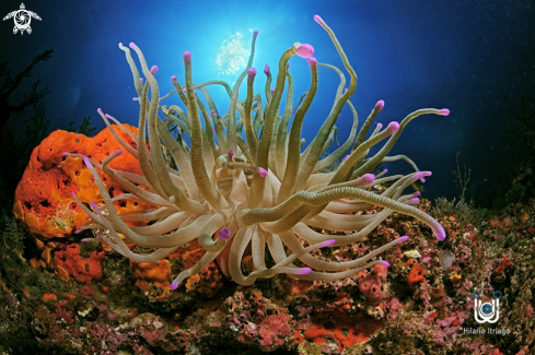 Anemonae