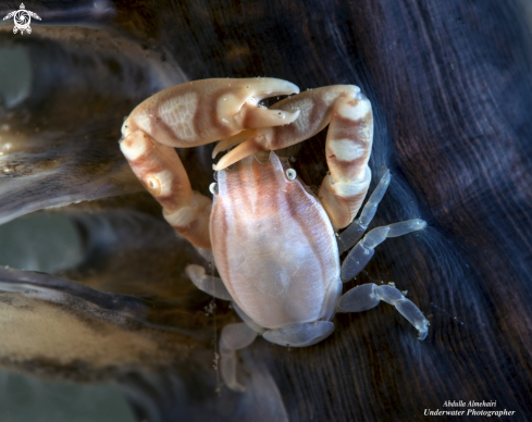 A Porcelain Crab 