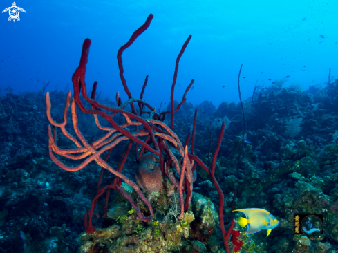 A Holacanthus ciliaris with Amphimedon compressa | Queen angle with rope sponge