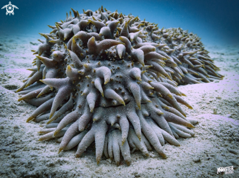 A Pineapple sea cucumber 