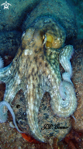 A Octopus vulgaris | Poulpe