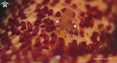 A Periclimenes soror | Starfish Shrimp