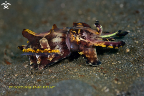 A Flambouyant Cuttlefish