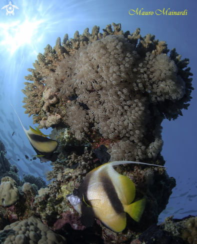 A Butterfly fish