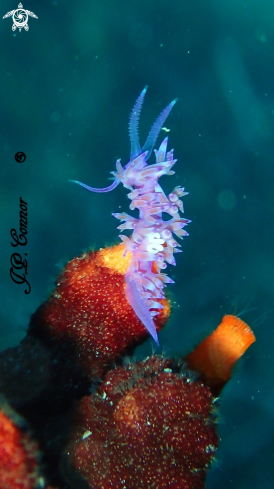 A Flabellina affinis | FLABELLINE MAUVE