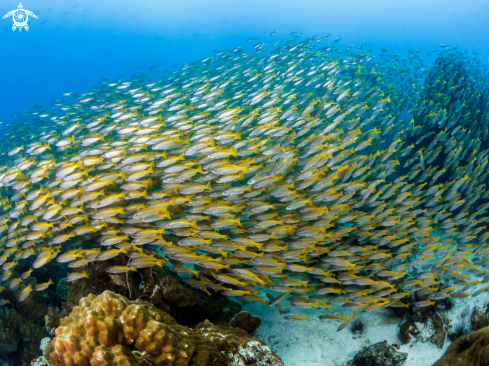 A Big Eye Snapper