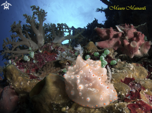 A Nudibranch