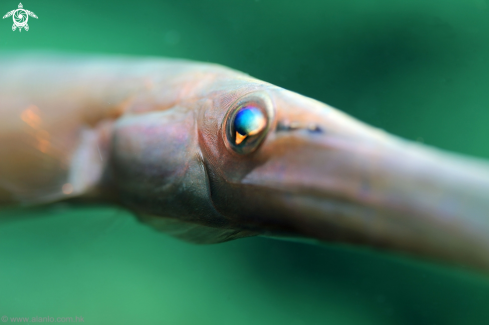 A trumpet fish