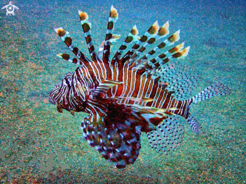 A Lionfish