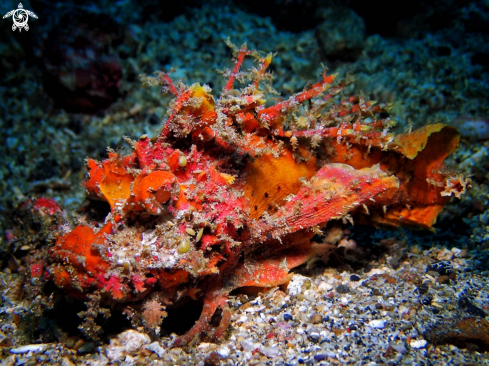 A Scorpionfish