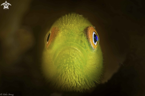 A Hairy goby