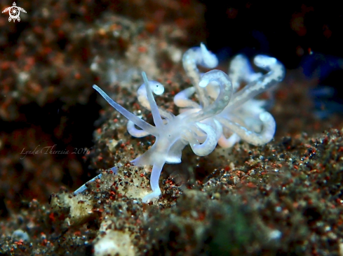 A Phyllodesmium poindimiei