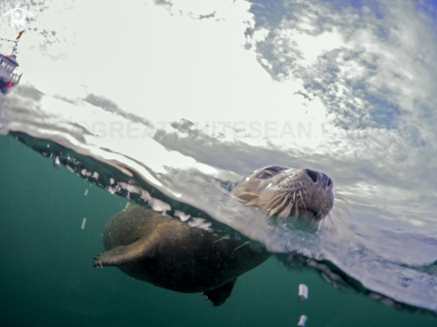 A Halichoerus grypus | Grey Seal