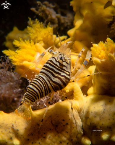 A Gnathophyllum americanum | Bumble Bee Shrimp