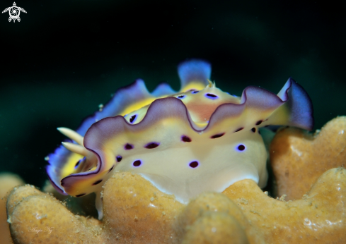 A Nudi