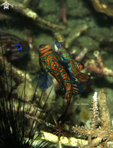 A Mandarinfish 