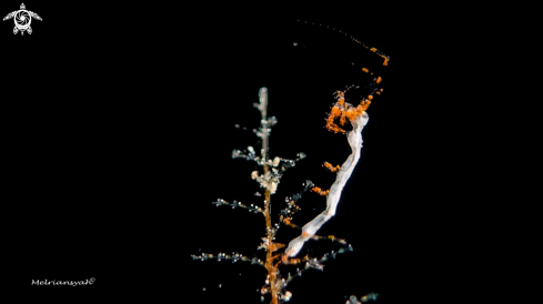 A Caprellidae sp | Skeleton Shrimp