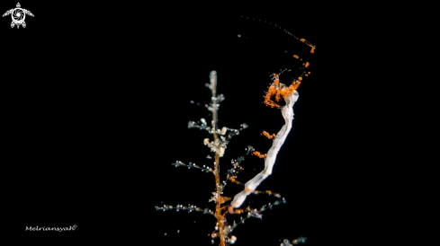 A Skeleton Shrimp