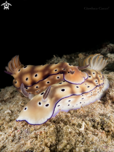 A  Risbecia tryoni | Nudibranch