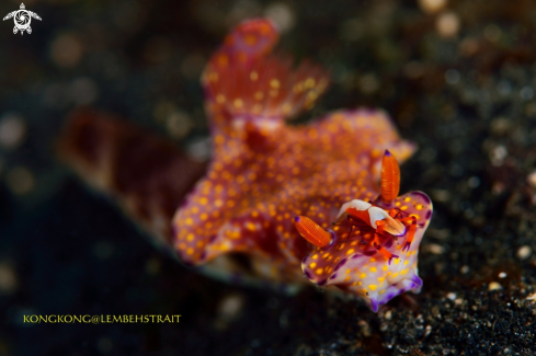 A Emperor Shrimp on a Nudibranch