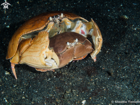 A Calappa Calappa - Shameface Crab | Calappa Calappa