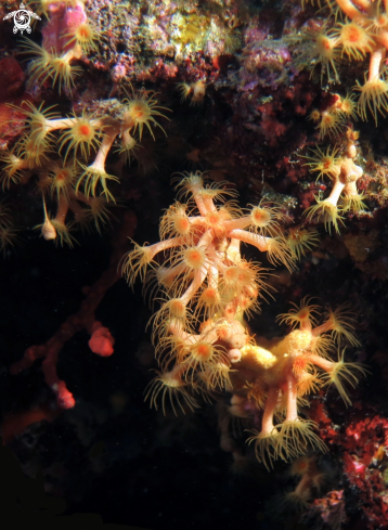 A Parazoanthus axinellae | margherite di mare