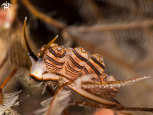 A Donut Nudibranch