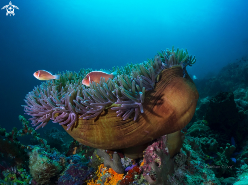 A Pink skunk clownfish